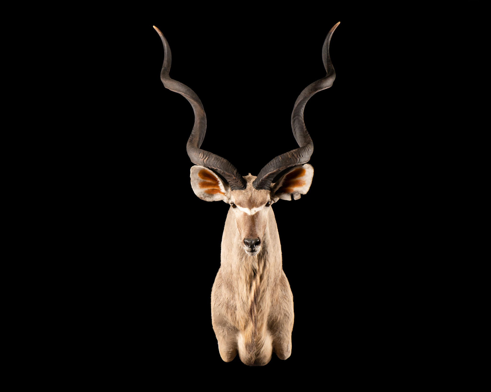 Kudu Shoulder Mount Splitting Image Taxidermy